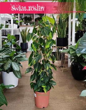 Duży Philodendron Scandens Brasil na stelażu sklep online wysyłka,  Wielki Filodendron Brazil na kracie