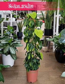 Duży Philodendron Scandens Brasil na kracie, Duży Filodendron Pnący Brasil na stelażu rośliny online sklep internetowy
