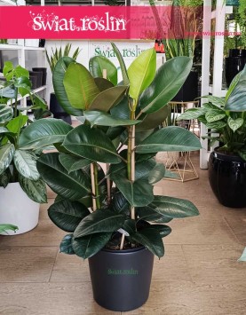 Duży Fikus sprężysty Robusta, Duży Figowiec sprężysty Robusta, Wielki Ficus elastica Robusta