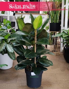 Duży Fikus sprężysty Robusta, Duży Figowiec sprężysty Robusta, Wielki Ficus, sklep z roślinami doniczkowymi online