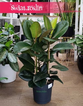 Duży Fikus sprężysty Robusta, Duży Figowiec sprężysty Robusta, Wielki Ficus elastica Robusta, Fikus Sklep  Kraków, sklep online