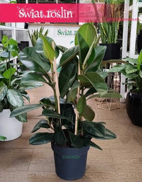 Duży Fikus sprężysty Robusta Kraków, Duży Figowiec sprężysty Robusta sklep w Krakowie, Wielki Ficus elastica Robusta