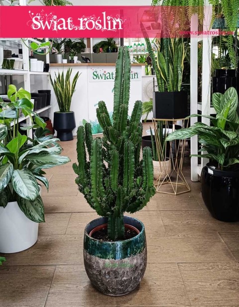 Wilczomlecz Erytrea, Euphorbia Erytrea, duży kaktus do biura do firmy do mieszkania kup online z dostawą