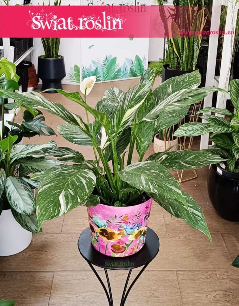 Skrzydłokwiat Variegata Diamond, Spathiphyllum Variegata Diamond