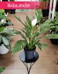 Skrzydłokwiat Variegata Diamond, Spathiphyllum Variegata Diamond do kupienia w sklepie internetowym online