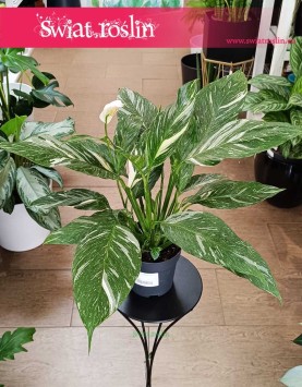 Skrzydłokwiat Variegata Diamond kup w sklepie w Krakowie wysyłka, Spathiphyllum Variegata Diamond