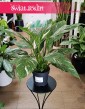 Skrzydłokwiat Variegata Diamond, Spathiphyllum Variegata Diamond rosliny w sklepie w Krakowie z dostawą