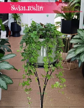 Duży Cissus Striata, Wielki Parthenocissus Striata, Duży Cissus Prążkowany, Wielki Cissus Pasiasty