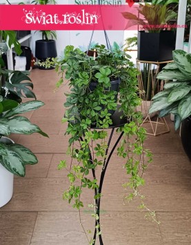 Duży Cissus Prążkowany, Wielki Cissus Pasiasty pnącze do biura firmy do mieszkania z dostawą online