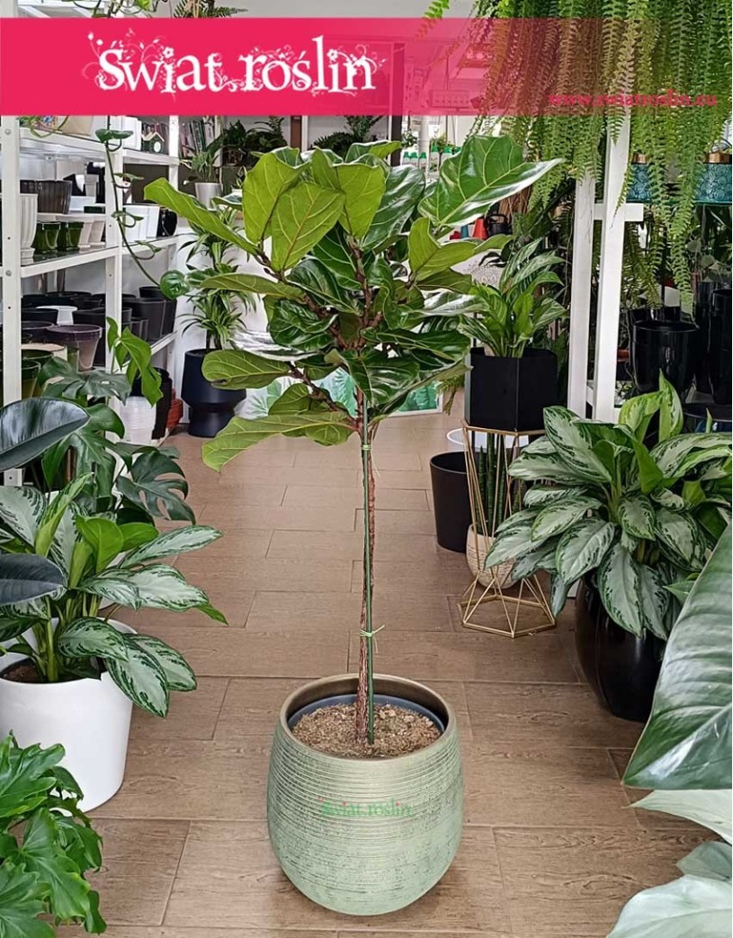 Ficus Lyrata drzewko, Fikus Lyrata drzewko