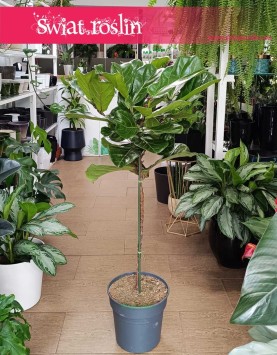 Fikus Dębolistny, Figowiec Lirolistny sklep z roslinami wysyłka roślin