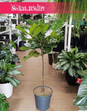Ficus Lyrata drzewko wysyłka roślin sklep w Krakowie, Fikus Lyrata drzewko