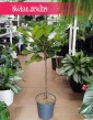 Ficus Lyrata drzewko wysyłka roślin sklep w Krakowie, Fikus Lyrata drzewko