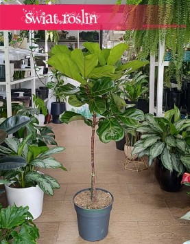 Ficus Lyrata drzewko do kupienia w Krakowie lub online w sklepie z roślinami doniczkowymi, Fikus Lyrata drzewko,