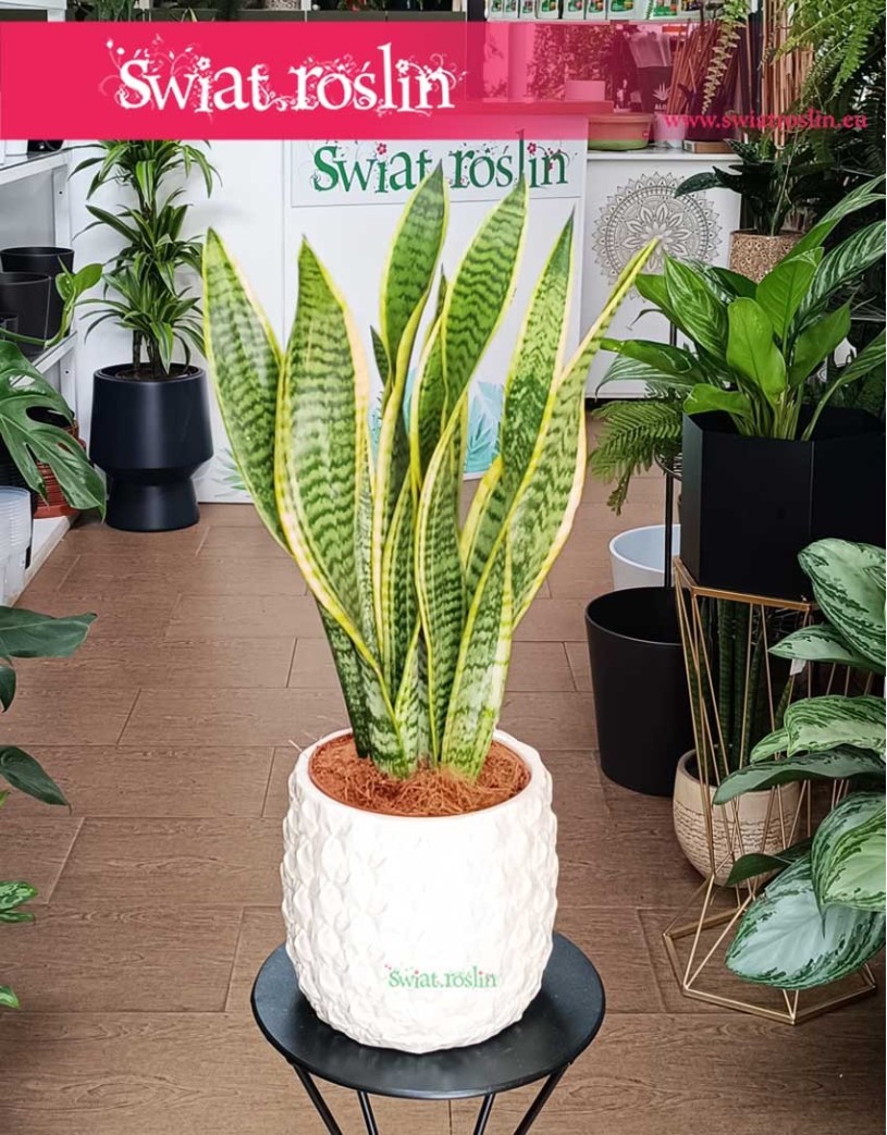 Sansevieria Laurentii, Sansewieria Laurentii, Wężownica-Roślina