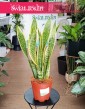 Sansevieria Laurentii odporna popularna roślina z wysyłką do domu ze sklepu, Sansewieria Laurentii,
