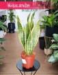 Sansevieria Laurentii oczysczająca powietrze rożlina ze sklepu online, Sansewieria Laurentii,