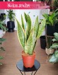 Sansevieria Laurentii łatwa w uprawie roślina do biura do domu do firmy, Sansewieria Laurentii,