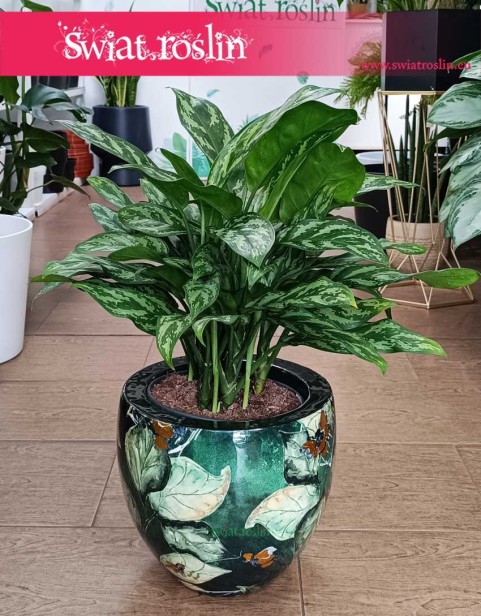 Duża Aglonema Maria, Wielka Aglaonema Maria