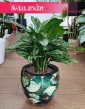 Duża Aglonema Maria, Wielka Aglaonema Maria