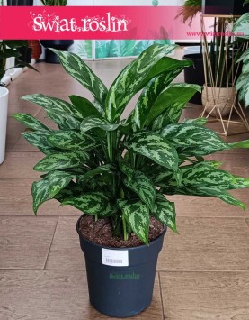 Duża Aglonema Maria, Wielka Aglaonema Maria do kupienia w Krakowie z dostawą w całej Polsce