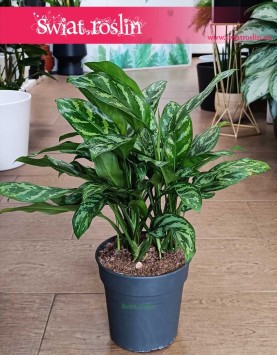 Duża Aglonema Maria do kupienia online wraz z innymi roślinami doniczkowymi, Wielka Aglaonema Maria