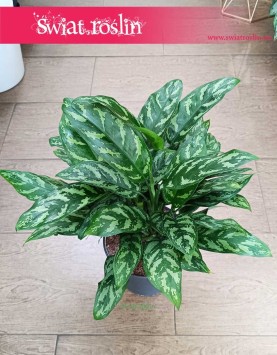 Duża Aglonema Maria, Wielka Aglaonema Maria roślina z filmu do kupienia ze sklepu internetowego online