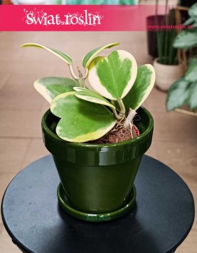 Hoya Kerrii Variegata, Hoja Kerrii Variegata, Hoya Hearts Variegata, Hoja sercowata pnącze