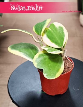 Hoya Kerrii Variegata, Hoja Kerrii Variegata, Hoya Hearts Variegata roślina w kształcie serca kup online