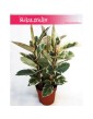 Ficus Elastica Tineke, Fikus Elastica Tineke, Figowiec Sprężysty Tineke, wysyłka roślin sklep online