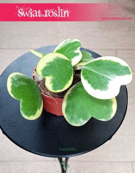 Hoya Kerrii Variegata, Hoja Kerrii Variegata kup w sklepie online z dostawą, Hoya Hearts Variegata liście serca