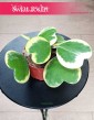 Hoya Kerrii Variegata, Hoja Kerrii Variegata kup w sklepie online z dostawą, Hoya Hearts Variegata liście serca