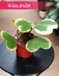 Hoya Kerrii Variegata, Hoja Kerrii Variegata, Hoya Hearts Variegata roslina dla zakochanych