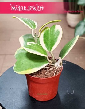Hoya Kerrii Variegata, Hoja Kerrii Variegata do kupienia w krakowie lub z dostawą online ze sklepu internetowego