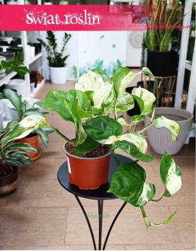 Epipremnum Pinnatum Manjula do kupienia w sklepie internetowym online, Scindapsus Pinnatum Manjula