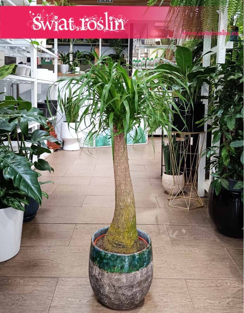 Nolina Wygięta, Beaucarnea Recurvata, roślina Stopa słonia w najlepszej cenie do kupienia