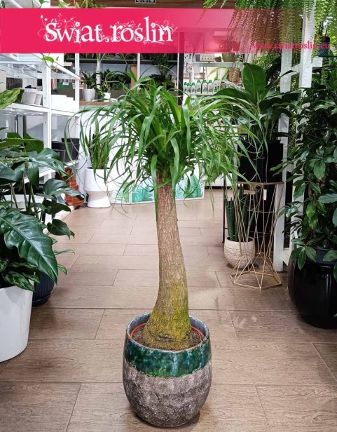 Nolina Wygięta, Beaucarnea Recurvata, roślina Stopa słonia w najlepszej cenie do kupienia