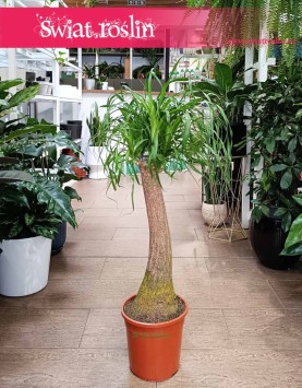 Duża Nolina, Beaucarnea Recurvata, Wielka Nolina wygięta, Stopa słonia, duże rośliny doniczkowe, rośliny egzotyczne,