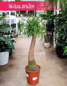 Wielka Nolina, Beaucarnea Recurvata, Nolina wygięta, Stopa słonia modne rośliny sklep z insta