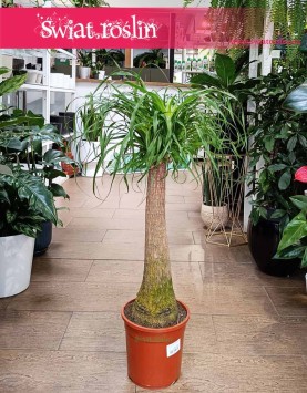 Wielka Nolina, Beaucarnea Recurvata, Nolina wygięta sklep online internetowy Kraków, Stopa słonia