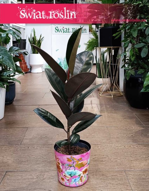 Mały Fikus Elastica Abidjan, Mały Figowiec sprężysty Abidjan