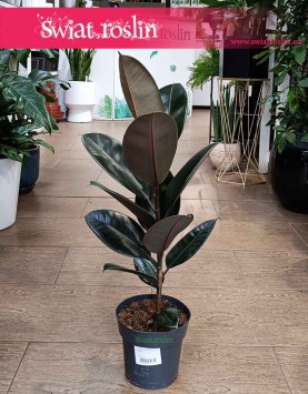 Mały Fikus Elastica Abidjan w najlepszej cenie z dostawą ze sklepu online, Mały Figowiec sprężysty Abidjan