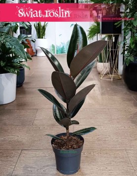 Mały Fikus Elastica Abidjan do kupienia w Krakowie lub online w sklepie z roślinami, Mały Figowiec sprężysty Abidjan