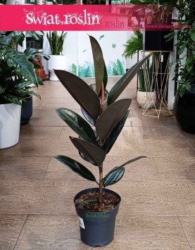 Mały Fikus Elastica Abidjan, Mały Figowiec sprężysty Abidjan łatwy w uprawie do biura firmy lub mieszkania