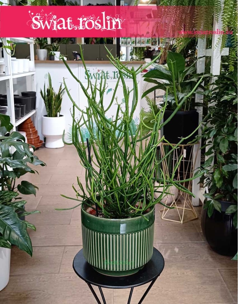 Wilczomlecz Ołówkowy, Euphorbia Tirucalli w najlepszej cenie w sklepie online, Wilczomlecz Palczasty, Roślina  Patyczak