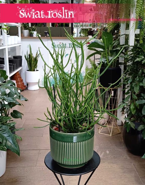 Wilczomlecz Ołówkowy, Euphorbia Tirucalli w najlepszej cenie w sklepie online, Wilczomlecz Palczasty, Roślina  Patyczak