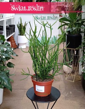 Wilczomlecz Ołówkowy, Euphorbia Tirucalli dostępny w sklepie w Krakowie wysyłka,  Roślina  Patyczak