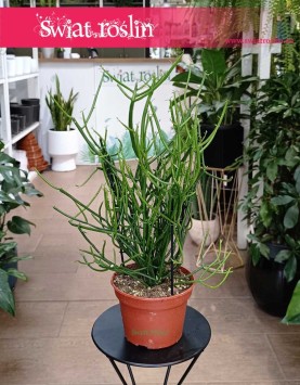 Roślina Patyczak, Euphorbia Tirucalli, Wilczomlecz Palczasty, Wilczomlecz Ołówkowy