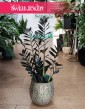 Zamiokulkas Raven, Roślina Zamioculcas Raven