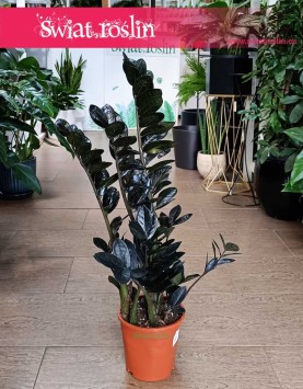 Kolekcjonerski Zamiokulkas Raven do kupienia w Krakowie w sklepie z roślinami lub online z dostawą, Zamioculcas Raven